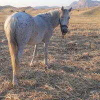 اسب مادیان ۷ساله
