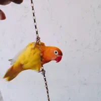 برزیلی سر خورشیدی دستی