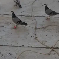 حدود 4 عدد کبوتر به فروش میرسن