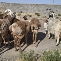 میش چینی|حیوانات مزرعه|زیرکوه, |دیوار