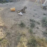 سگ نگهبان