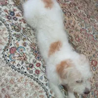 سگ پیدا شده در محدوده سعادت آباد۲۰روزپیش