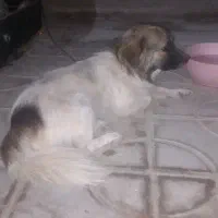 سگ پا کوتاه
