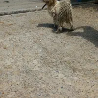 سلام یک عدد سگ پاپی