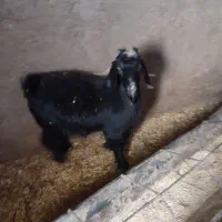 چبش چاق
