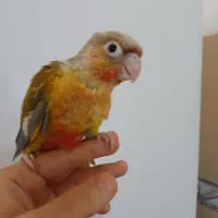 جوجه گرینجیک نرمه خور
