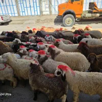 بره گوسفندفروشی سیار ویژه  عیدقربان قصاب رایگان