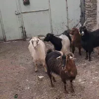 تعداد 6راس بز جوان