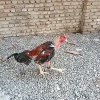 خروس لاری جوجه کش
