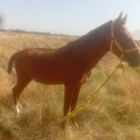 اسب|اسب و تجهیزات اسبسواری|شیراز, قلات|دیوار