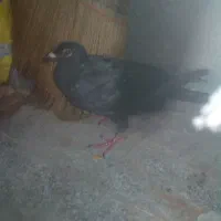 کفتر زاغ نر
