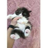 گربه پرشین اصیل تورتورایس ۶م