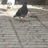 سبز مسافتی