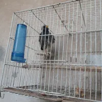 مرغ مینا