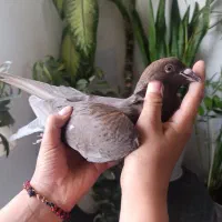 کفتر|پرنده|جلگه رخ, |دیوار