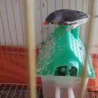 یه جفت فنج مولد