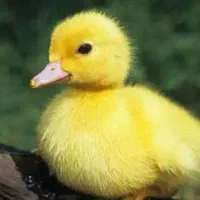 فروش انواع جوجه اردک و مرغ ارسال به سراسر اصفهان