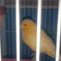 قناری نر زرد جوان