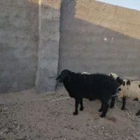 سلام دو عدد قوچ فروشی
