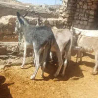 ولاغ|حیوانات مزرعه|زاگرس, |دیوار