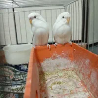 مرغ عشق