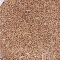 نخود|خوردنی و آشامیدنی|بربرود, |دیوار