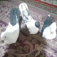 ستاکفترقشنگ زینتی