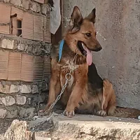 سگ ژرمن|سگ|پاکدشت, پارچین|دیوار