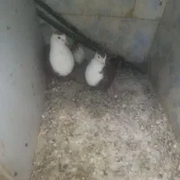 جفت. کله. سفید.