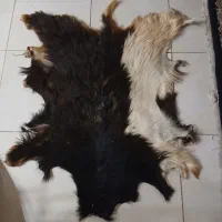 پوست طبیعی بز . مناسب دکوراسیون منزل قهوه خانه ها