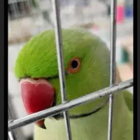 طوطی منلگو سخنگو