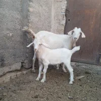بز زاییده سانن