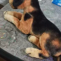 عروسک