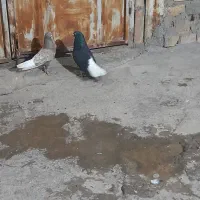 کفتر