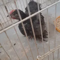 جوجه مرغ کوشیم معاوضه با قفس