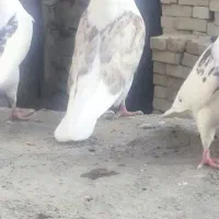 کفتر جمع