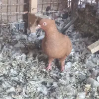 زرد بهبهانی نر