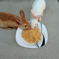 خرگوش