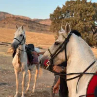 طبیعت گردی با اسب تمام سنین