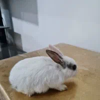 برفی خرگوشه
