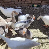 قوقازتخم گذار 8عدد