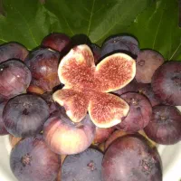 فروش انجیر سیاه یزد درجه یک