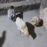 سه عدد جوجه به فروش می رسد