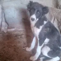 توله سگ