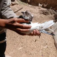 کبوتران رنگی عالی حرف نداره