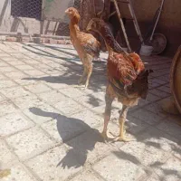 خروس لاری اوشامو