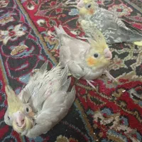 فروش جوجه عروس سرلاکی