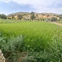 باغ ویلا