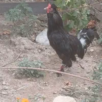 خروس