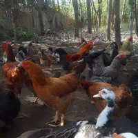 فروش ماکیان